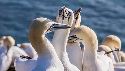 乐鱼app-CBA第二阶段赛程曝光：12月1日开打 2月5日全明星