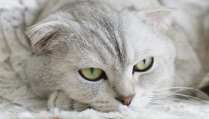 乐鱼app-CBA第二阶段赛程曝光：12月1日开打 2月5日全明星